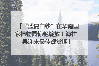 “盛夏白纱”在华南国家植物园惊艳绽放！海杧果迎来最佳观赏期