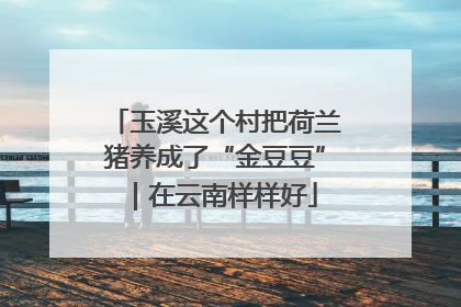 玉溪这个村把荷兰猪养成了“金豆豆”｜在云南样样好