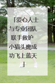 爱心人士与专业团队联手救护 小猫头鹰成功飞上蓝天