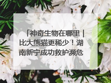 神奇生物在哪里｜比大熊猫更稀少！湖南新宁成功救护濒危鸟类海南鳽
