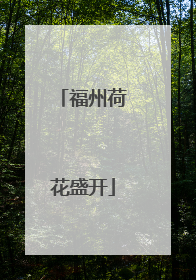 福州荷花盛开