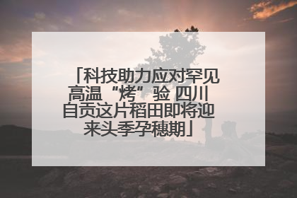 科技助力应对罕见高温“烤”验 四川自贡这片稻田即将迎来头季孕穗期