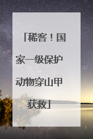 稀客！国家一级保护动物穿山甲获救