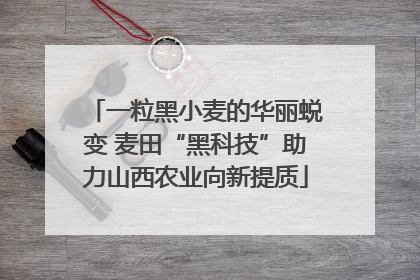 一粒黑小麦的华丽蜕变 麦田“黑科技”助力山西农业向新提质