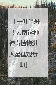 一叶当舟！云南这种神奇植物进入最佳观赏期