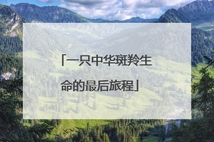 一只中华斑羚生命的最后旅程