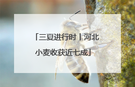三夏进行时丨河北小麦收获近七成