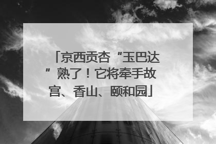 京西贡杏“玉巴达”熟了！它将牵手故宫、香山、颐和园