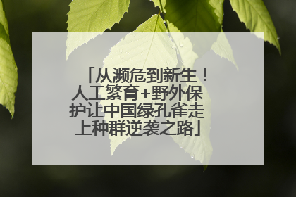从濒危到新生！人工繁育+野外保护让中国绿孔雀走上种群逆袭之路