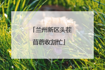 兰州新区头茬苜蓿收割忙