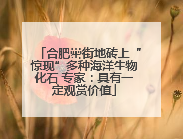 合肥罍街地砖上“惊现”多种海洋生物化石 专家：具有一定观赏价值