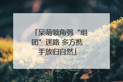 呆萌领角鸮“组团”迷路 多方携手放归自然