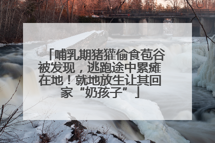 哺乳期猪獾偷食苞谷被发现，逃跑途中累瘫在地！就地放生让其回家“奶孩子”