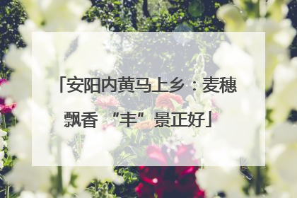 安阳内黄马上乡：麦穗飘香 “丰”景正好