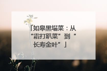 如皋黑塌菜：从“霜打趴菜”到“长寿金叶”