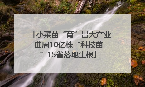 小菜苗“育”出大产业 曲周10亿株“科技苗”15省落地生根