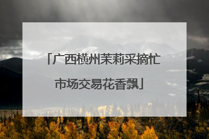 广西横州茉莉采摘忙 市场交易花香飘