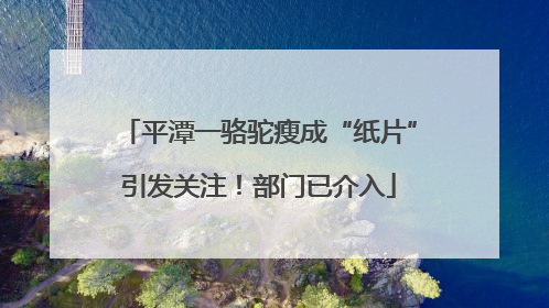 平潭一骆驼瘦成“纸片”引发关注！部门已介入