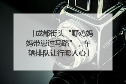 成都街头“野鸡妈妈带崽过马路”，车辆排队让行暖人心