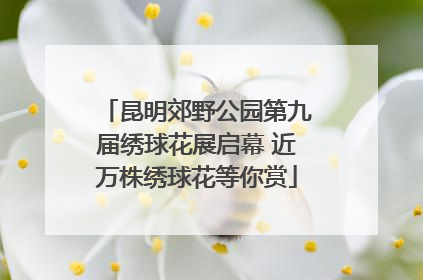 昆明郊野公园第九届绣球花展启幕 近万株绣球花等你赏