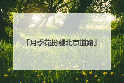 月季花扮靓北京道路