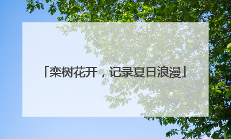 栾树花开，记录夏日浪漫