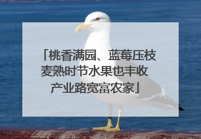 桃香满园、蓝莓压枝 麦熟时节水果也丰收 产业路宽富农家