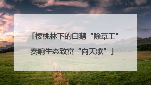 樱桃林下的白鹅“除草工” 奏响生态致富“向天歌”