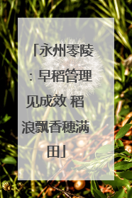 永州零陵：早稻管理见成效 稻浪飘香穗满田