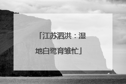 江苏泗洪：湿地白鹭育雏忙