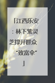 江西乐安：林下紫灵芝撑开群众“致富伞”