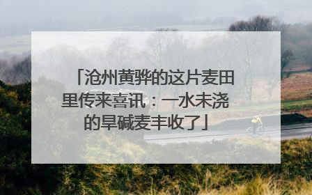沧州黄骅的这片麦田里传来喜讯：一水未浇的旱碱麦丰收了