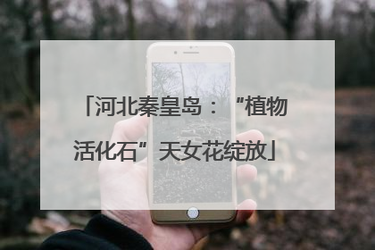 河北秦皇岛：“植物活化石”天女花绽放