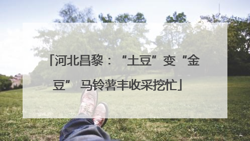 河北昌黎：“土豆”变“金豆” 马铃薯丰收采挖忙
