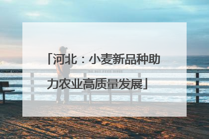 河北：小麦新品种助力农业高质量发展