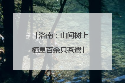 洛南：山间树上栖息百余只苍鹭