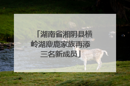 湖南省湘阴县横岭湖麋鹿家族再添三名新成员