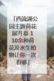 西流湖公园主题荷花展开幕 110余种荷花及水生植物让你一次看够