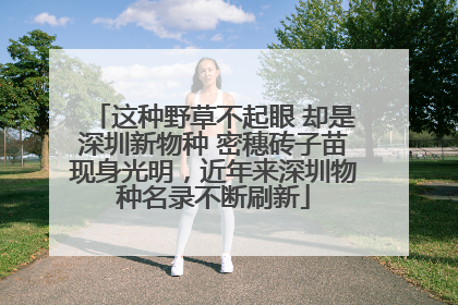 这种野草不起眼 却是深圳新物种 密穗砖子苗现身光明，近年来深圳物种名录不断刷新