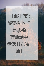 邹平市：酸枣树下“一地多收” 莲藕塘中盘活共富资源
