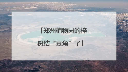郑州植物园的梓树结“豆角”了
