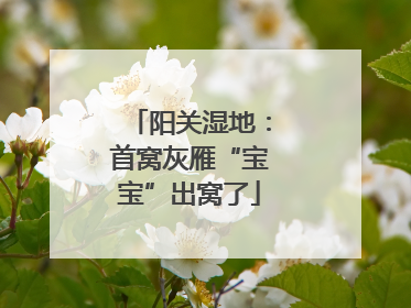 阳关湿地：首窝灰雁“宝宝”出窝了
