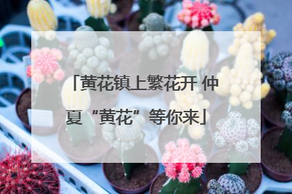 黄花镇上繁花开 仲夏“黄花”等你来