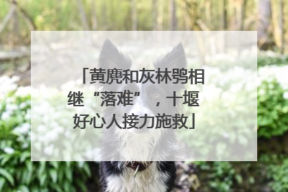 黄麂和灰林鸮相继“落难”，十堰好心人接力施救