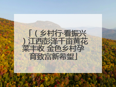 （乡村行·看振兴）江西彭泽千亩黄花菜丰收 金色乡村孕育致富新希望
