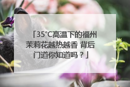 35℃高温下的福州茉莉花越热越香 背后门道你知道吗？