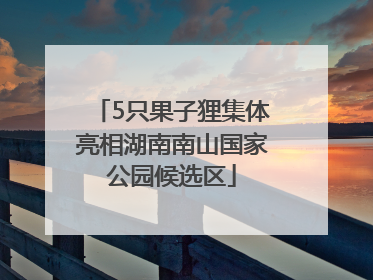 5只果子狸集体亮相湖南南山国家公园候选区